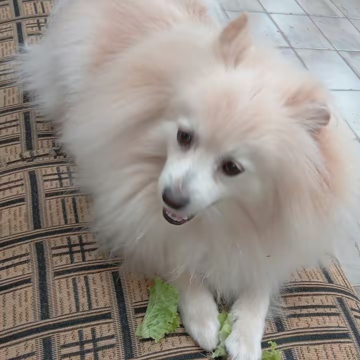 abigailceciliafabiano