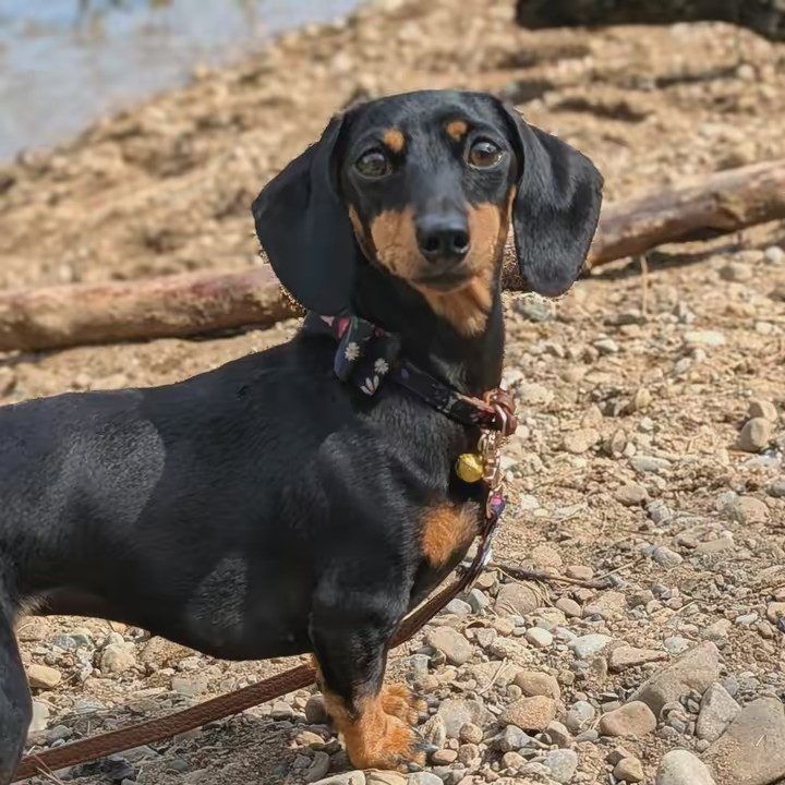 One little sausage dog.