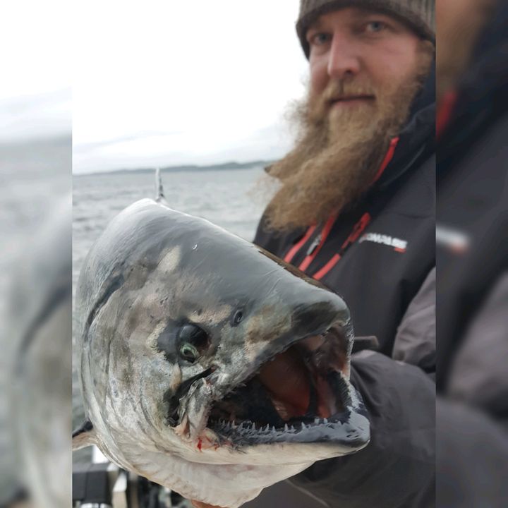 Top Shelf (Capt Kirk)