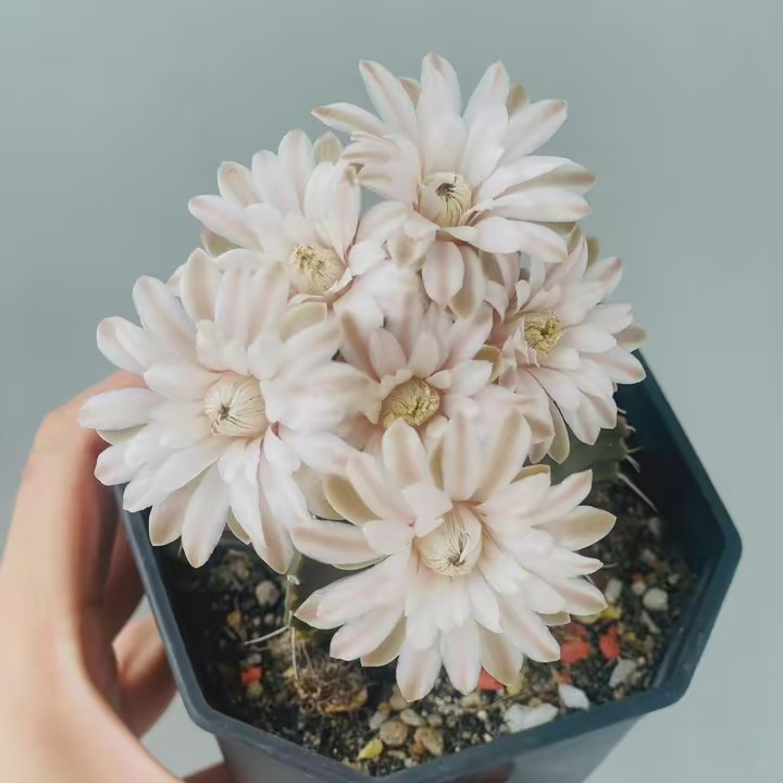 ของดี บอกต่อ