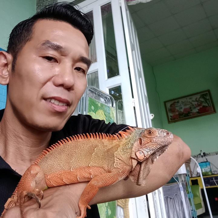 AnhPet iguana