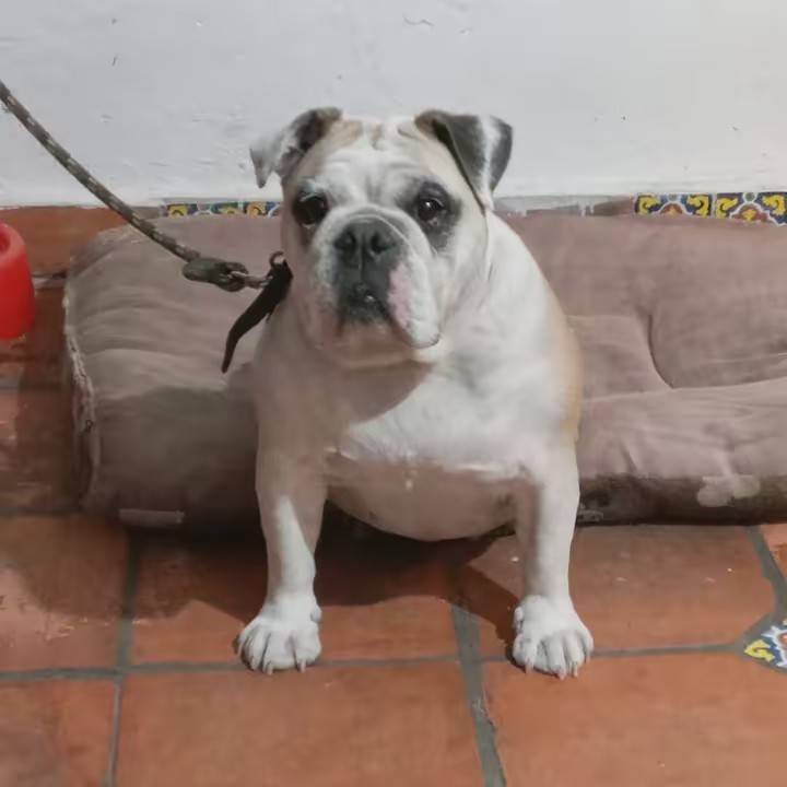 Juan Guillermo Gutie