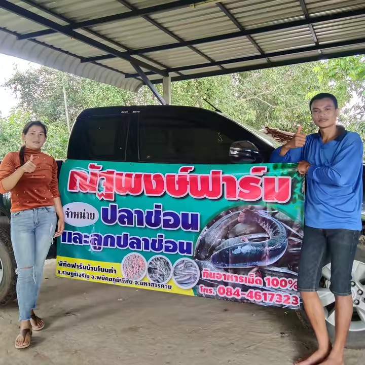 ณัฐพงษ์ฟาร์ม ปลาช่อนมหาสารคาม