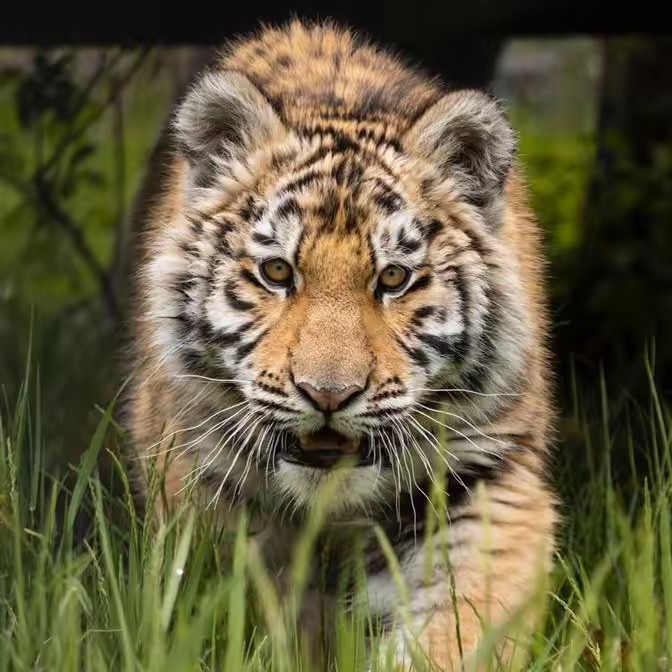 The Wildcat Sanctuary