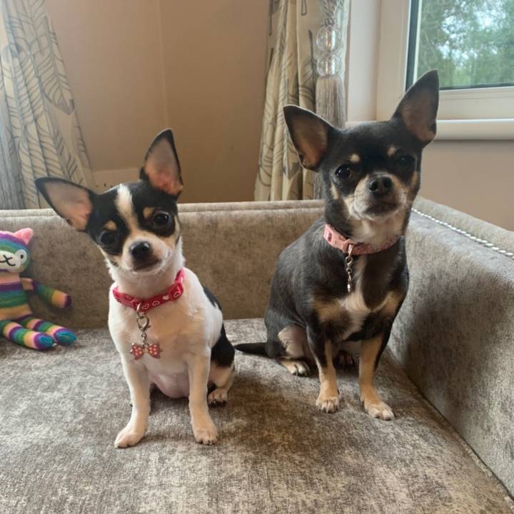 Lily ~ The Blue Chihuahua