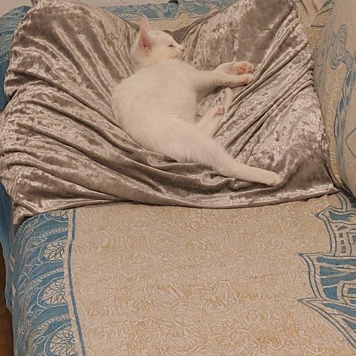 vamessa García Rodríguez