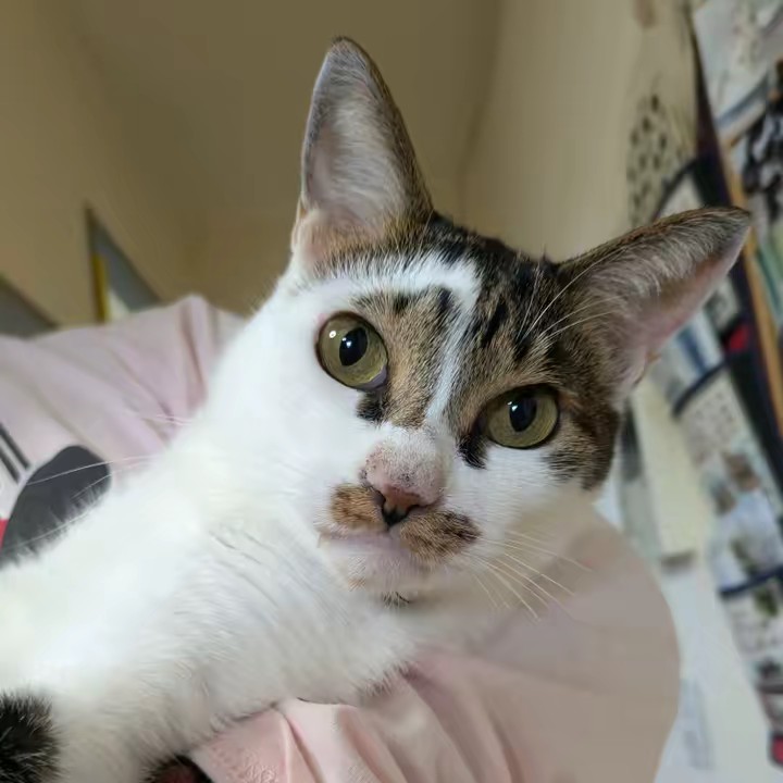 🍼🦕😻🍀猫溜まり🍀😻🦕🍼