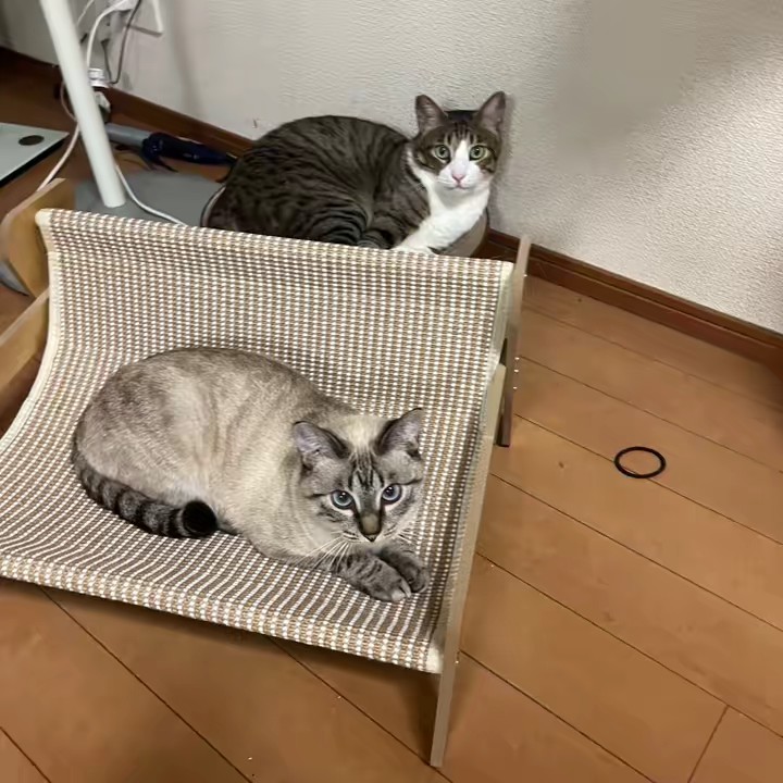 保護猫が慣れるまで🐈Y家の日記。