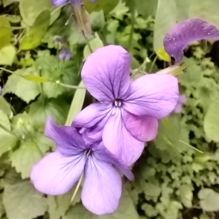 Sandrine Nina Chanté