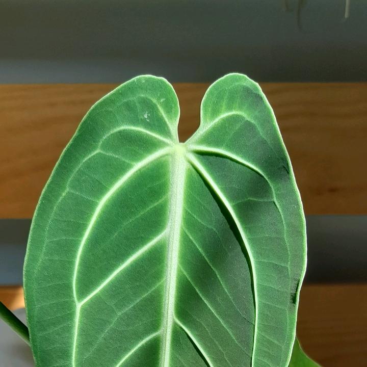 TooObsessedWithPlants