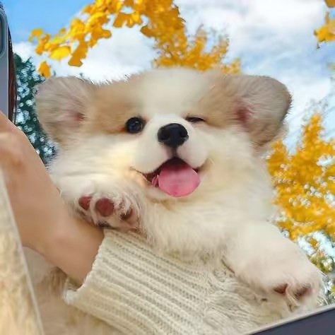 นอนอ กลัวแมว