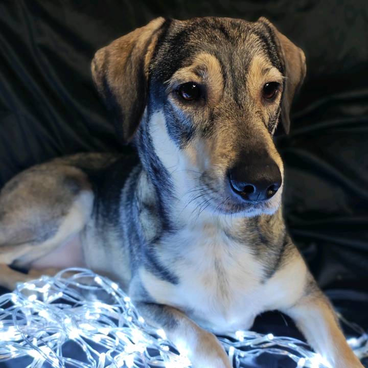 Mascotiversa🐕😺🦄🐽🦝