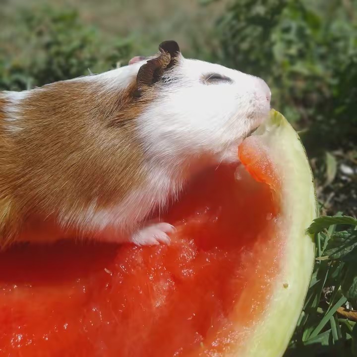 🐹 Pᥲᥴ̧᥆ᥴᥲ  ָׄ ! ˃ᴗ˂ ࣪ ָ