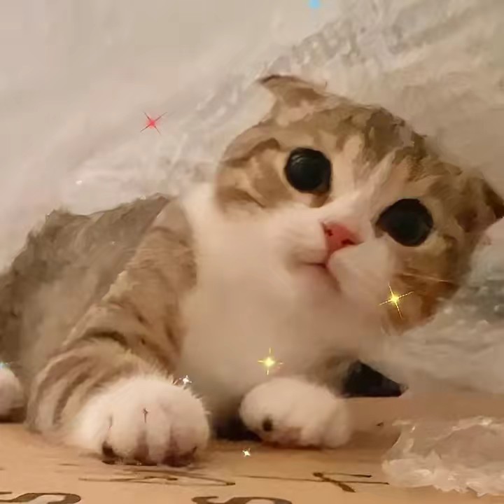 ทิกเก้อแมวเอ๋อ 🐱