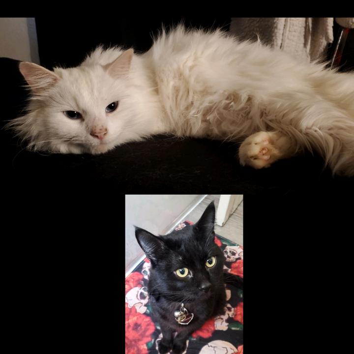 🖤 Midnight 🖤& 🤍Nephele🤍