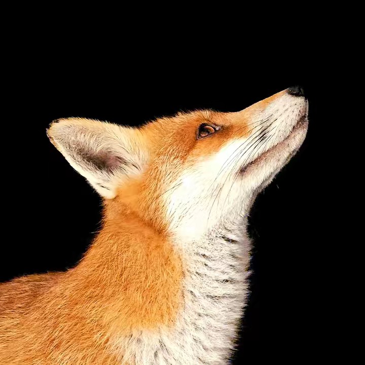Tahlulah The Fox