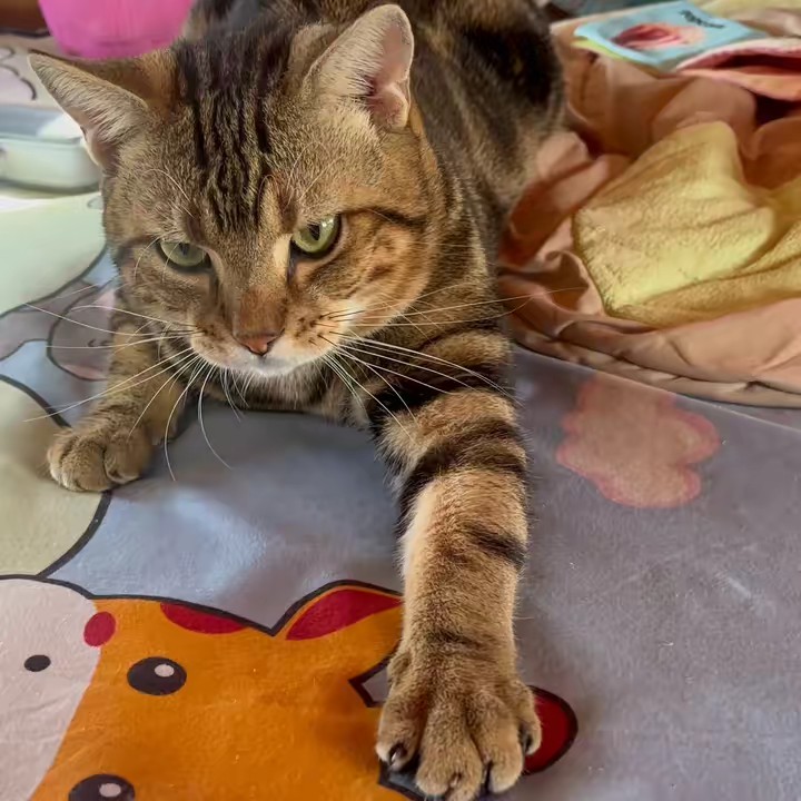 กัปตันเลี้ยงแมว