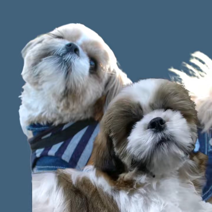 ぷーすけとぽんきち