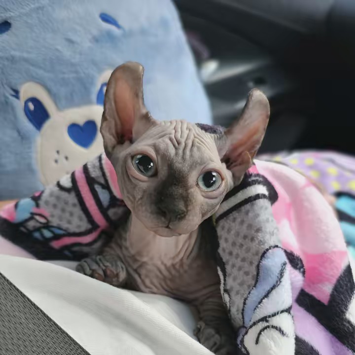 ลูกแมวของพ่อแมวกับแม่แมว