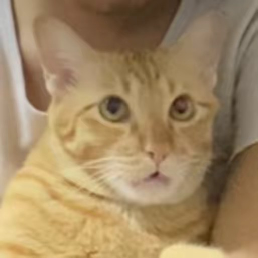 แถวนี้มีแมวส้มเถื่อน