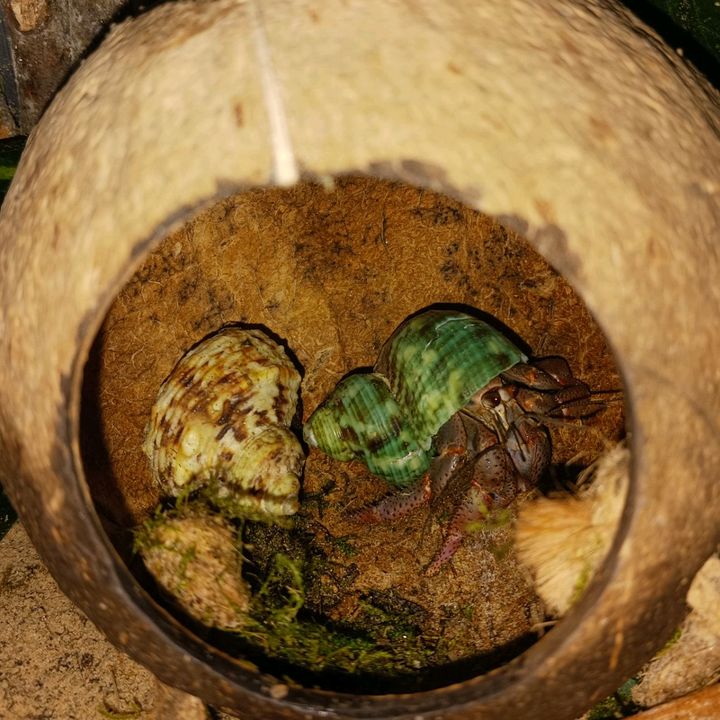 HERMIT CRABS❤️😫