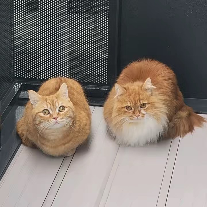 むぎちゃんがんちゃん