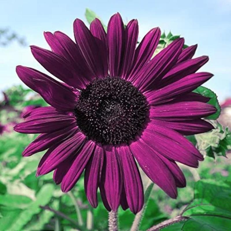 100 Red Sun Sunflower Seeds - Deep Burgundy Blooms, Unique Garden Variety, Easy to Grow Annual Flower for Borders & Bouquets, Fast-Growing in Full Sun, Attracts Pollinators, Ideal for Beginners