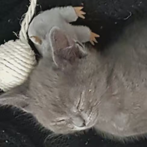 Arès 🐱♥️💛