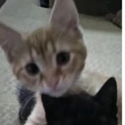 แมวส้มกับแมวดำ😺💤