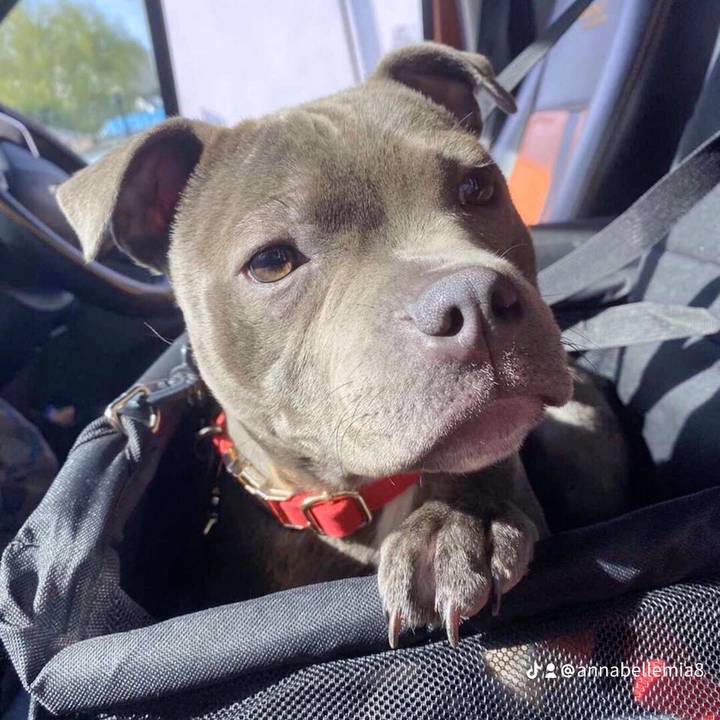 bella mollie 🐶🐶🐶🐶