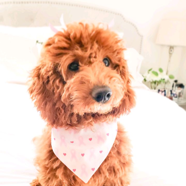 Bentley and Mr. Pretzel