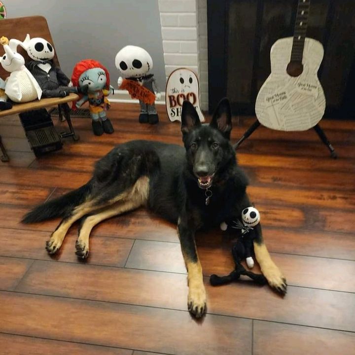 Lola_the_service_Dog