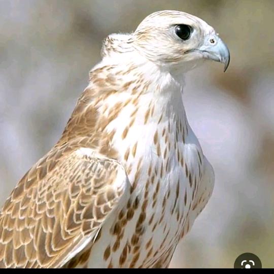 Hero 🇷🇴🇬🇧🇸🇾🕊️🕊️