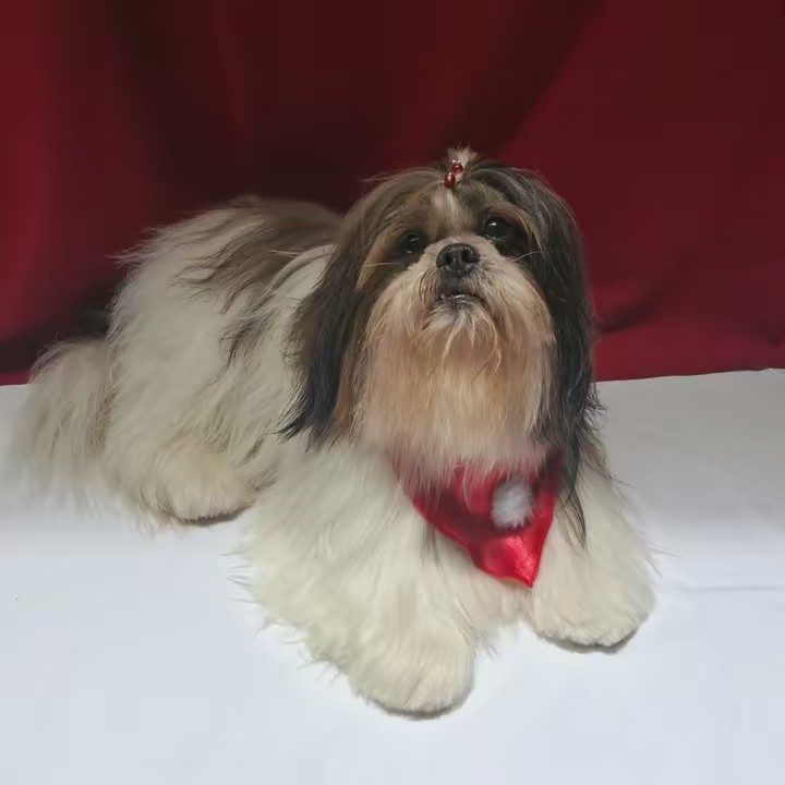 Shihtzu Theo