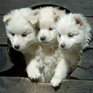 BlackHeartClover 2.0