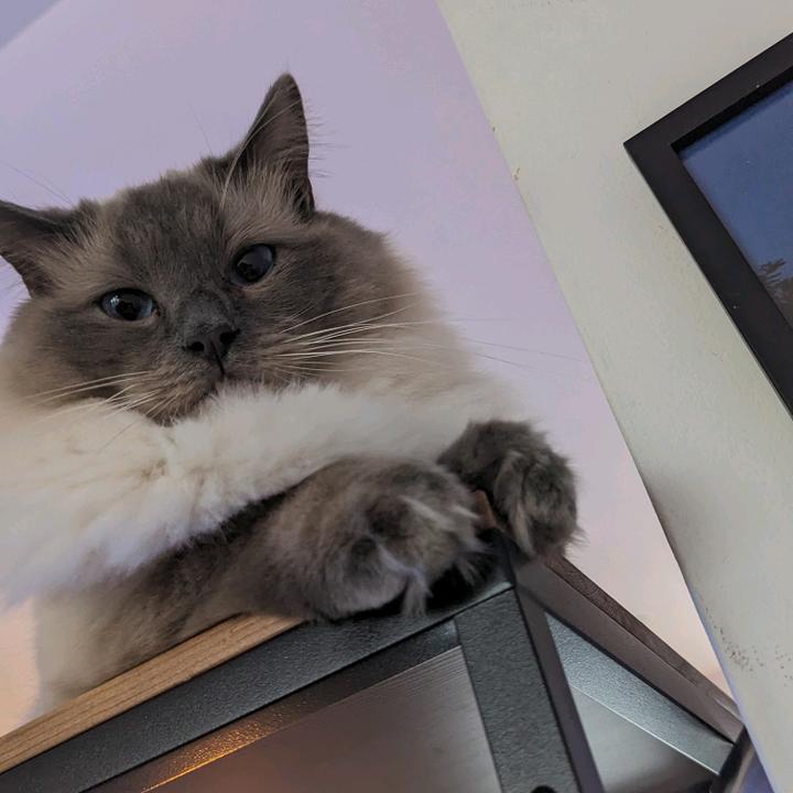 🐱🐈‍⬛ Fabio