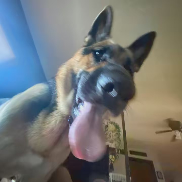 🐕‍🦺✨Diesel✨🐕‍🦺