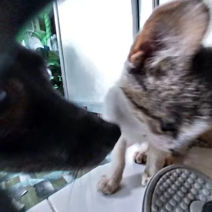 🐈‍⬛️💨✨️