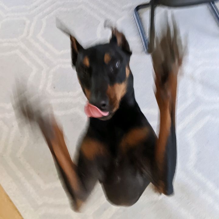 Dread Pirate Roberts