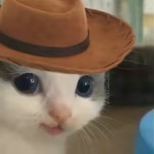 wingslompson com xumbug