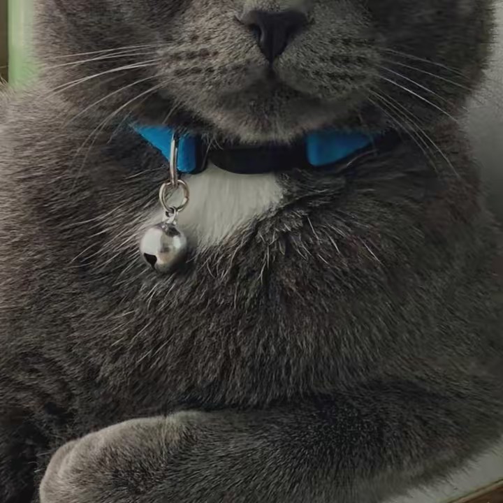 My little apartment ZOO