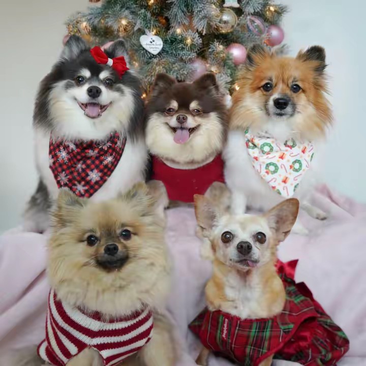 Scout, Suki & Stella