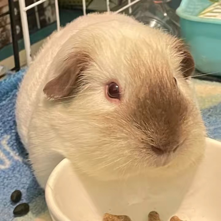 ૮Ꮚ⑅ ᴗ͈ ˕ ᴗ͈ ꒱ა