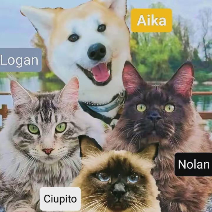 CASA🐾😼🦊🐾ZAMPE