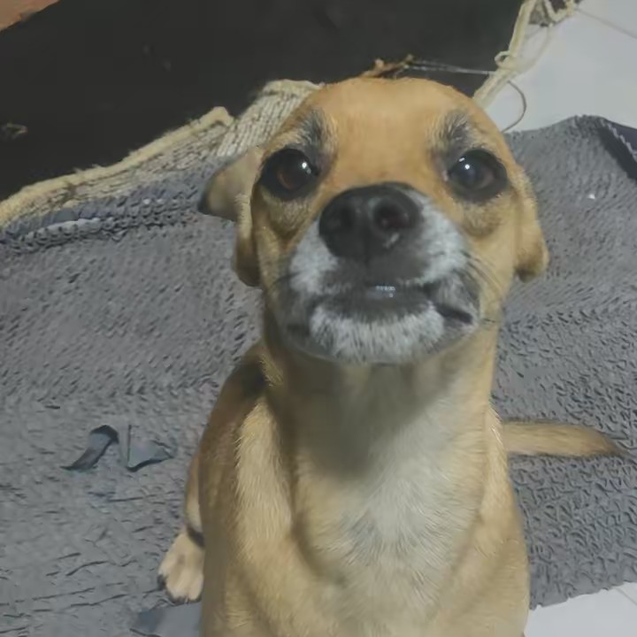 Vitor peru vulgo  locomaluco