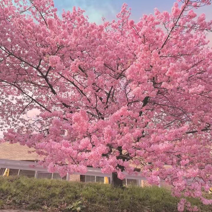 Thực tập sinh jp