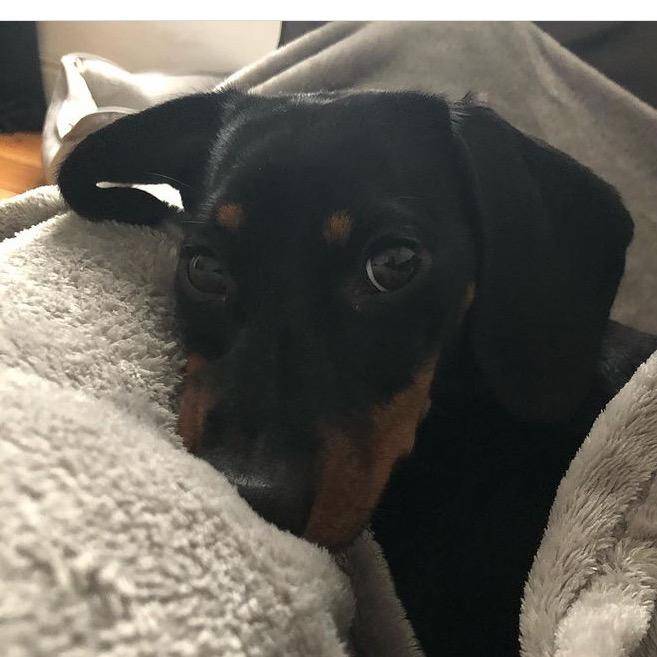 doristheminidachshund