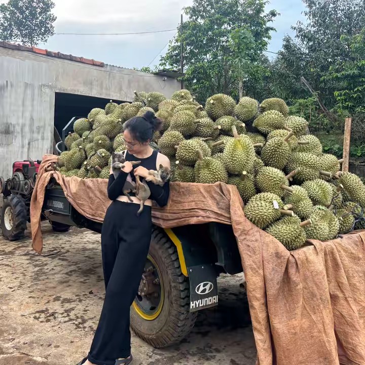 Biệt đội mê sầu riêng