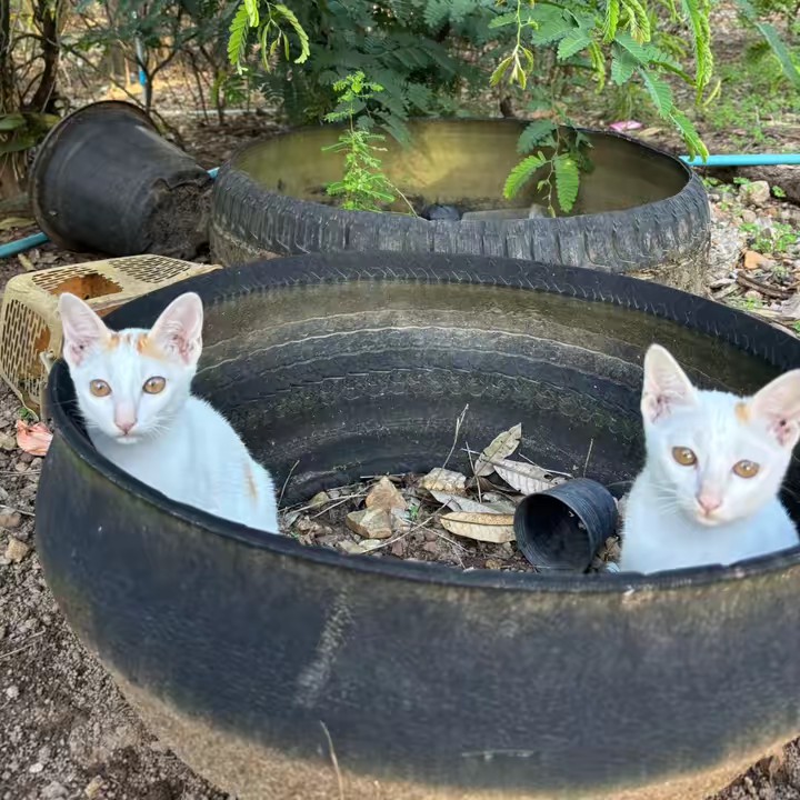 สัตว์เลี้ยงบ้านฉันbyดา