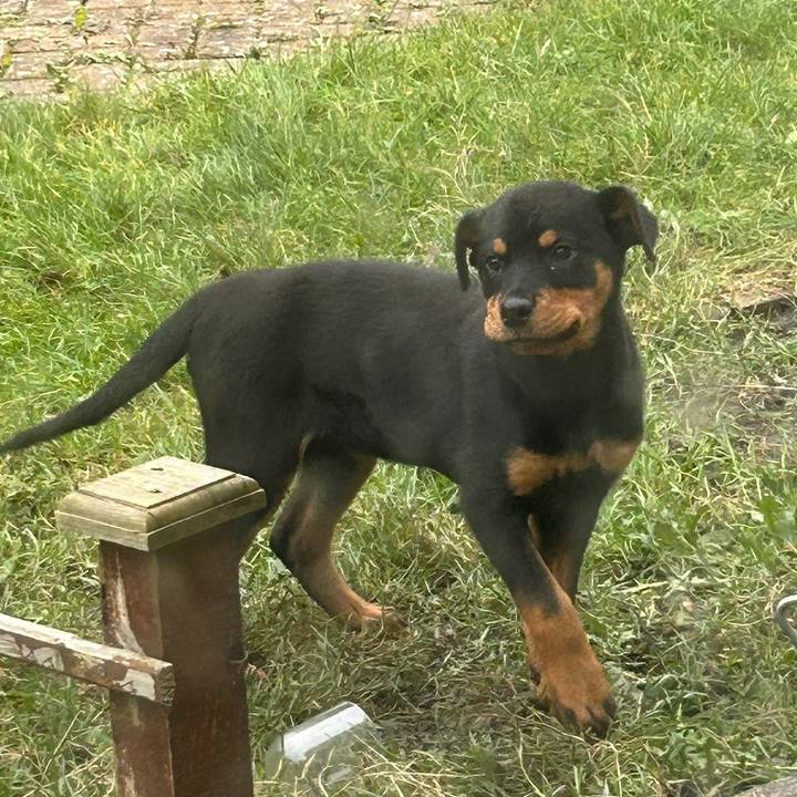 Tracker the Rottweiler